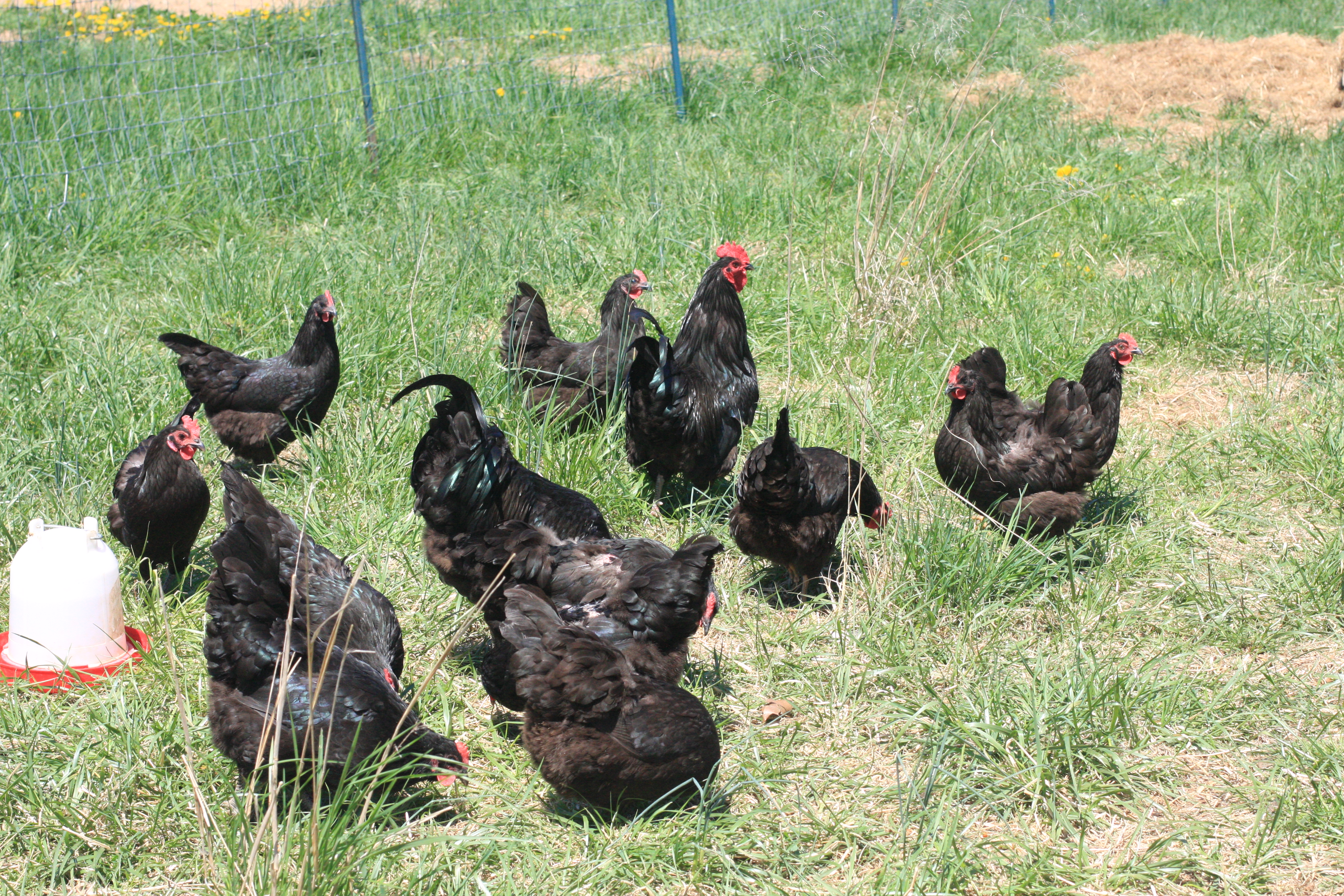 Chickens